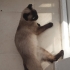 Siyam cins kedi ücretsiz sahiplendirme fotoğraf