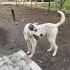 Melez Çoban Köpeği fotoğraf