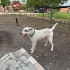 Melez Çoban Köpeği fotoğraf