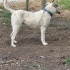 Melez Çoban Köpeği fotoğraf