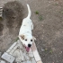 Melez Çoban Köpeği fotoğraf