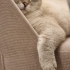 Çok tatlı ve sakin bir kedi. fotoğraf