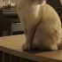 Çok tatlı ve sakin bir kedi. fotoğraf