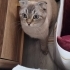 Çok tatlı ve sakin bir kedi. fotoğraf