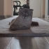 Çok tatlı ve sakin bir kedi. fotoğraf
