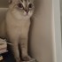 Çok tatlı ve sakin bir kedi. fotoğraf