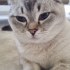 Çok tatlı ve sakin bir kedi. fotoğraf