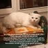 Sahibi aniden vefat eden kedilere acil yuva fotoğraf