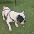 Oyuncu, sevimli French Bulldog fotoğraf