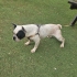 Oyuncu, sevimli French Bulldog fotoğraf