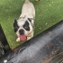 Oyuncu, sevimli French Bulldog fotoğraf