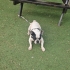 Oyuncu, sevimli French Bulldog fotoğraf