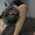 British Shorthair Oğlumuza Yuva fotoğraf