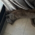British Shorthair Oğlumuza Yuva fotoğraf
