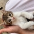 Bu cadaloz yuva arıyor fotoğraf