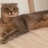Scottish fold kedime acil yuva arıyorum fotoğraf