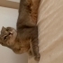 Scottish fold kedime acil yuva arıyorum fotoğraf