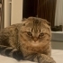 Uysal sakin bir dost fotoğraf