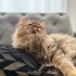 Bademin yeni yuvası olur musunuz? fotoğraf