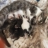 4 günlük 6 yavru. fotoğraf