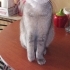 BENİM İNSANIM OLUR MUSUNUZ fotoğraf