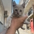 ÖMÜRLÜK YUVA ARIYORUZ fotoğraf