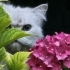 BRİTİSH LONGHAİR KISIR..!! fotoğraf
