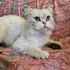 BRİTİSH LONGHAİR KISIR..!! fotoğraf