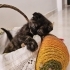 2 AYLIK SCOTTISH FOLD..!! fotoğraf