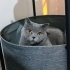 Kedimi Sahiplendiriyorum fotoğraf