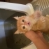 Annesi terk etmiş yavru kedi fotoğraf