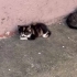 Melez yavrulara yuvalar arıyoruz fotoğraf