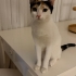 Kısırlaştirması yapıldi kum egitimi var cok uysal fotoğraf