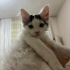 2.5 aylık uzun tüylü erkek kedi fotoğraf