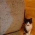 Gezmeyi seven kör bebe <3 fotoğraf