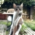 Pirinç kızımıza yuva arıyoruz fotoğraf