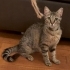 🐾 Ömürlük Yuvasını Arayan Minik Prenses 🐾 fotoğraf