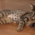 🐾 Ömürlük Yuvasını Arayan Minik Prenses 🐾 fotoğraf