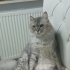 BRİTİSH LONGHAİR..!! KISIR..!! ACİİLL..!! fotoğraf