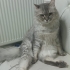 BRİTİSH LONGHAİR..!! KISIR..!! ACİİLL..!! fotoğraf