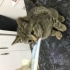Minikler, Oyuncular Ama Kafeste Büyüyorlar fotoğraf