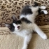 çok hareketli sevimli bir bebek fotoğraf
