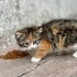 Melez Calico Prenses fotoğraf