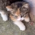 Melez Calico Prenses fotoğraf