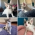 Yavru kediye acil yuva arıyoruz fotoğraf