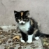 Melez yavru şans kedisi fotoğraf