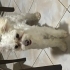 Maltese terrier ismi paşa fotoğraf
