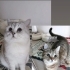 Çok Acil ve ücretsiz sahiplendirme fotoğraf