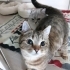 Çok Acil ve ücretsiz sahiplendirme fotoğraf