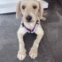 Ücretsiz sahiplenme terrier fotoğraf